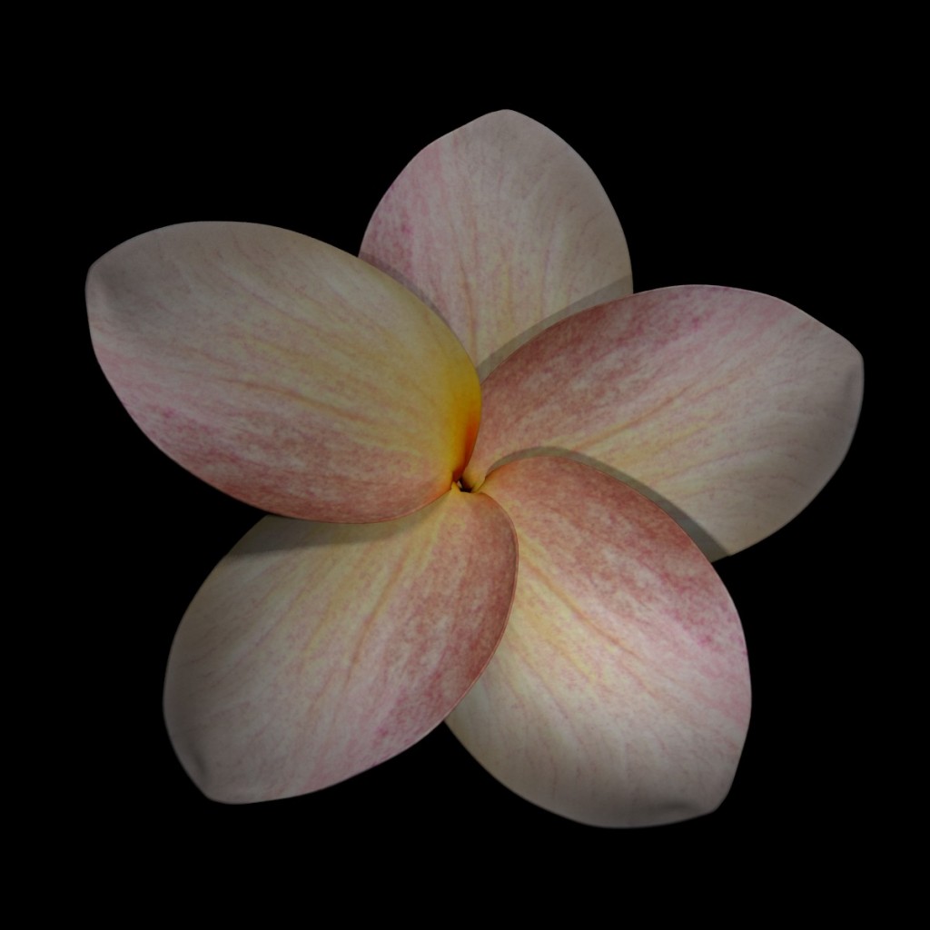 Frangipani Flower preview image 1